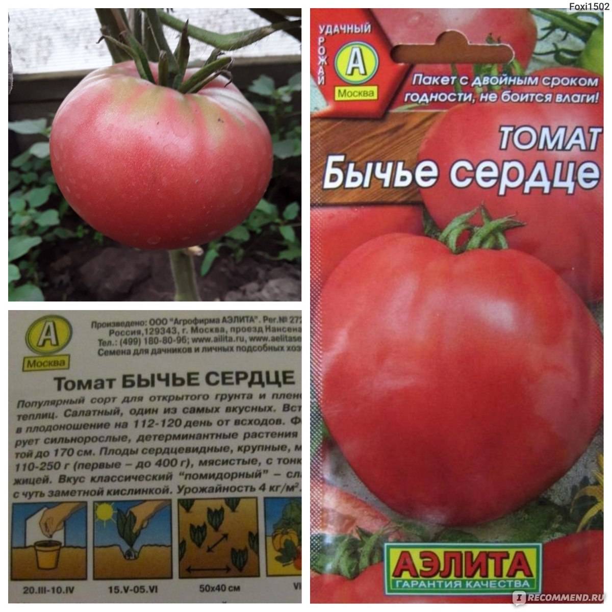 Описание сорта томата пылающее сердце, характеристики и выращивание