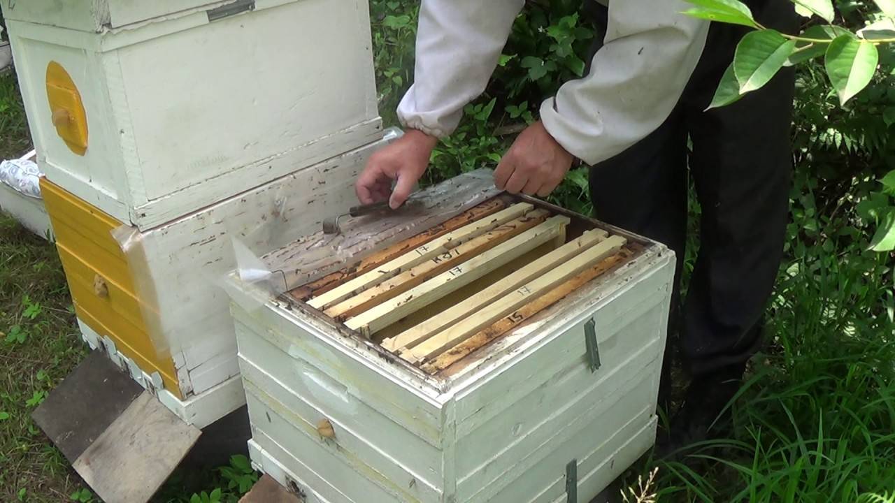Методы пчеловождения – главный взяток с акации или подсолнуха, создание сильных пчелосемей
