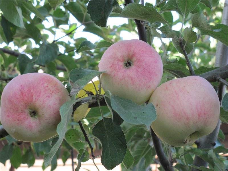 Подробное описание яблони «папировка»: фото, отзывы