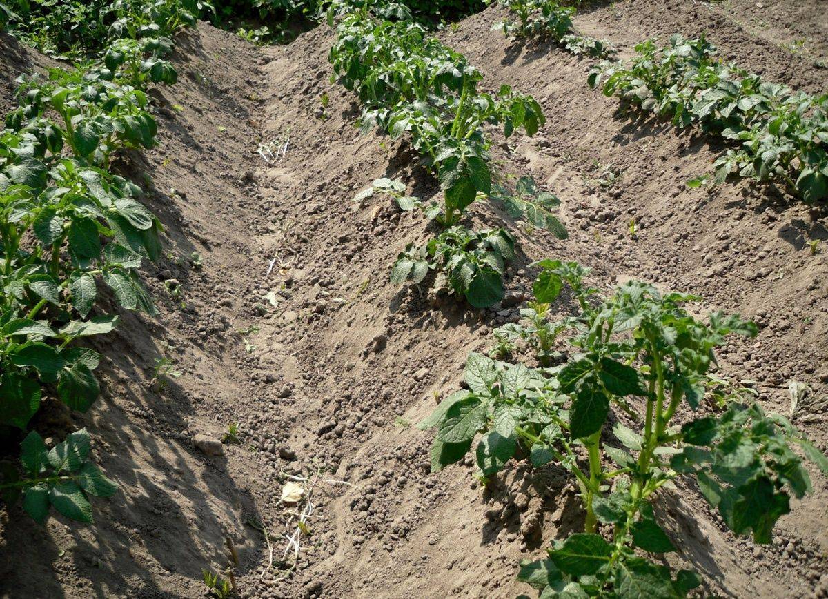 Голландский способ посадки картофеля: суть, как сажать, особенности
