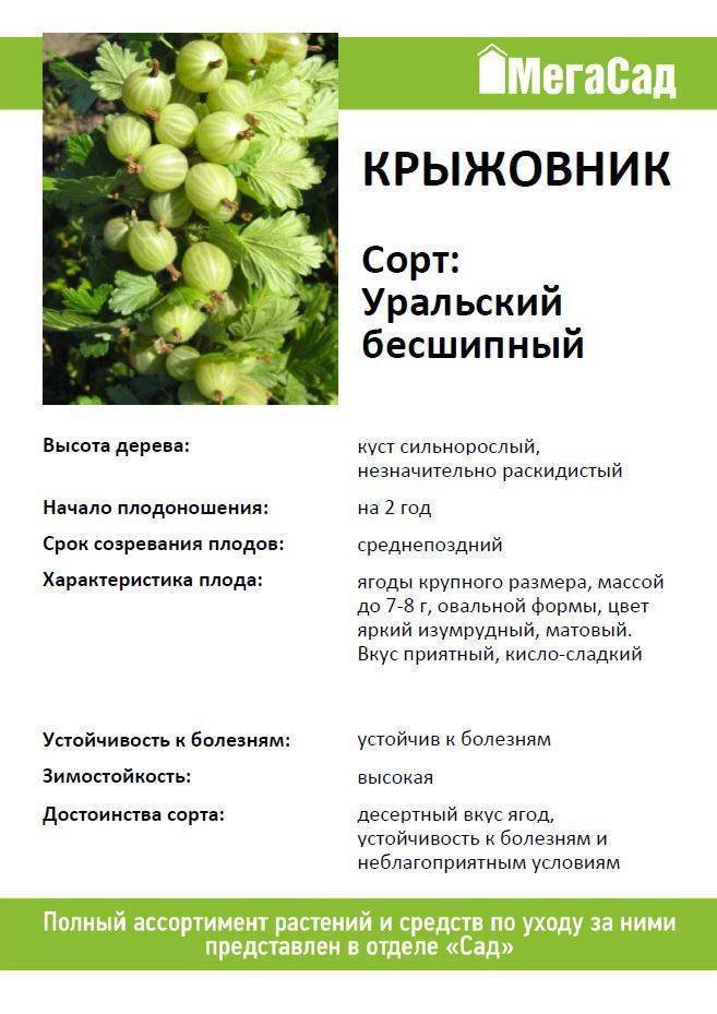 Описание и характеристики сорта крыжовника Уральский изумруд