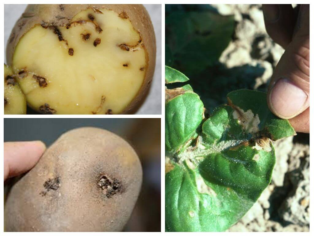 Вредители картофеля: фото, описание и лечение, защита от насекомых
