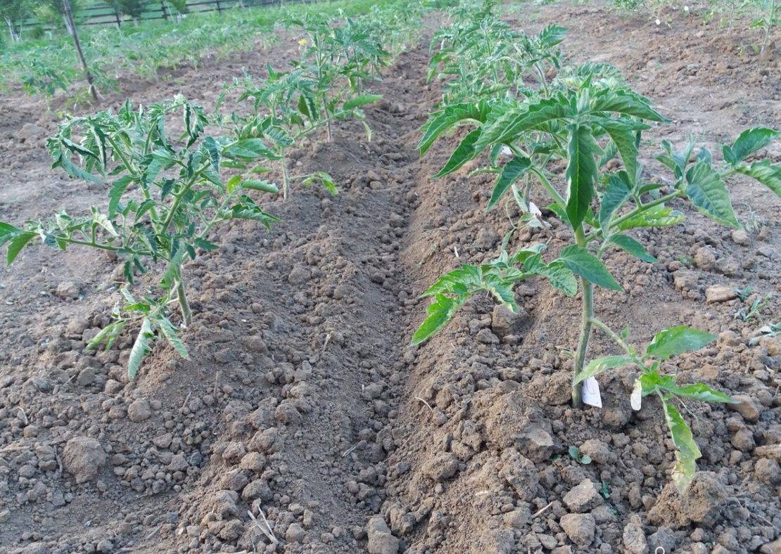 Сроки высадки капусты в открытый грунт и что нужно сделать, чтобы не погубить будущий урожай