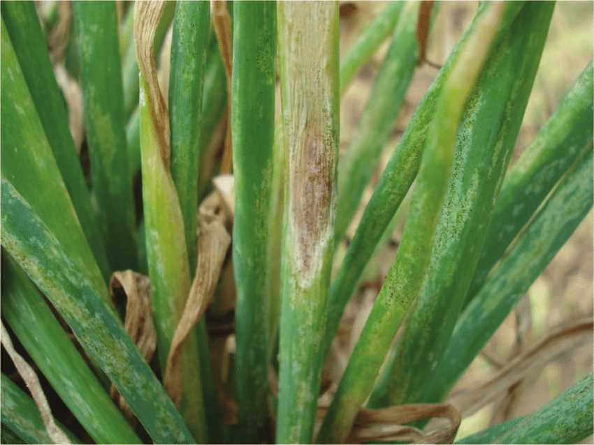 Болезни репчатого и зеленого лука: фото, описание и их лечение