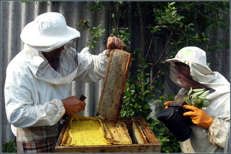 Когда и как качать мед - пчеловодство — опасеке