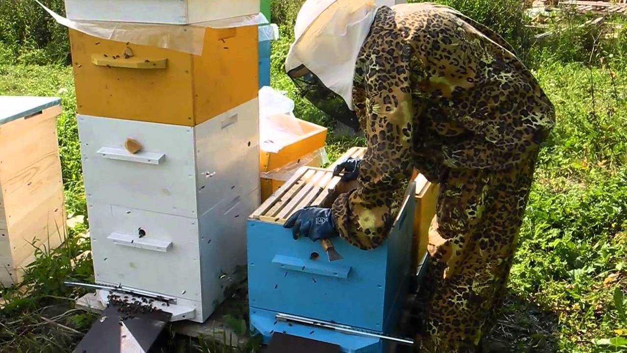 Пчеловодство для начинающих. с чего начать, советы по обустройству пасеки с нуля