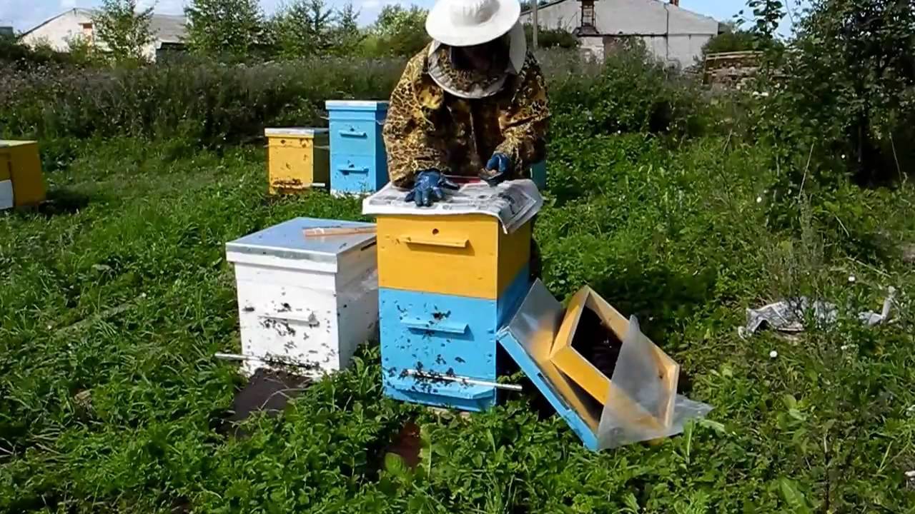 Объединение пчелиных семей осенью (2)