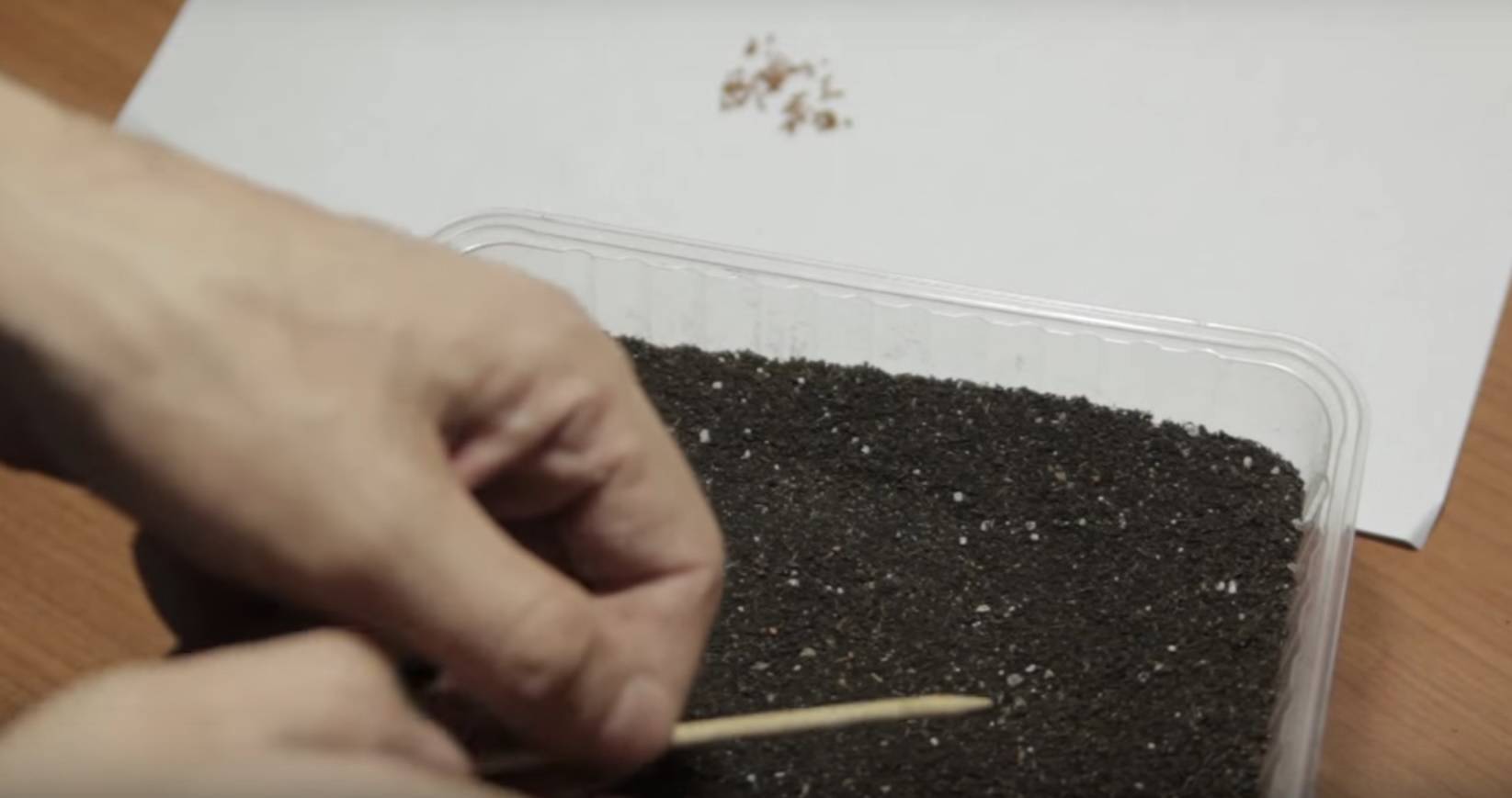 Выращивание земляники из семян: основные этапы и правила ухода