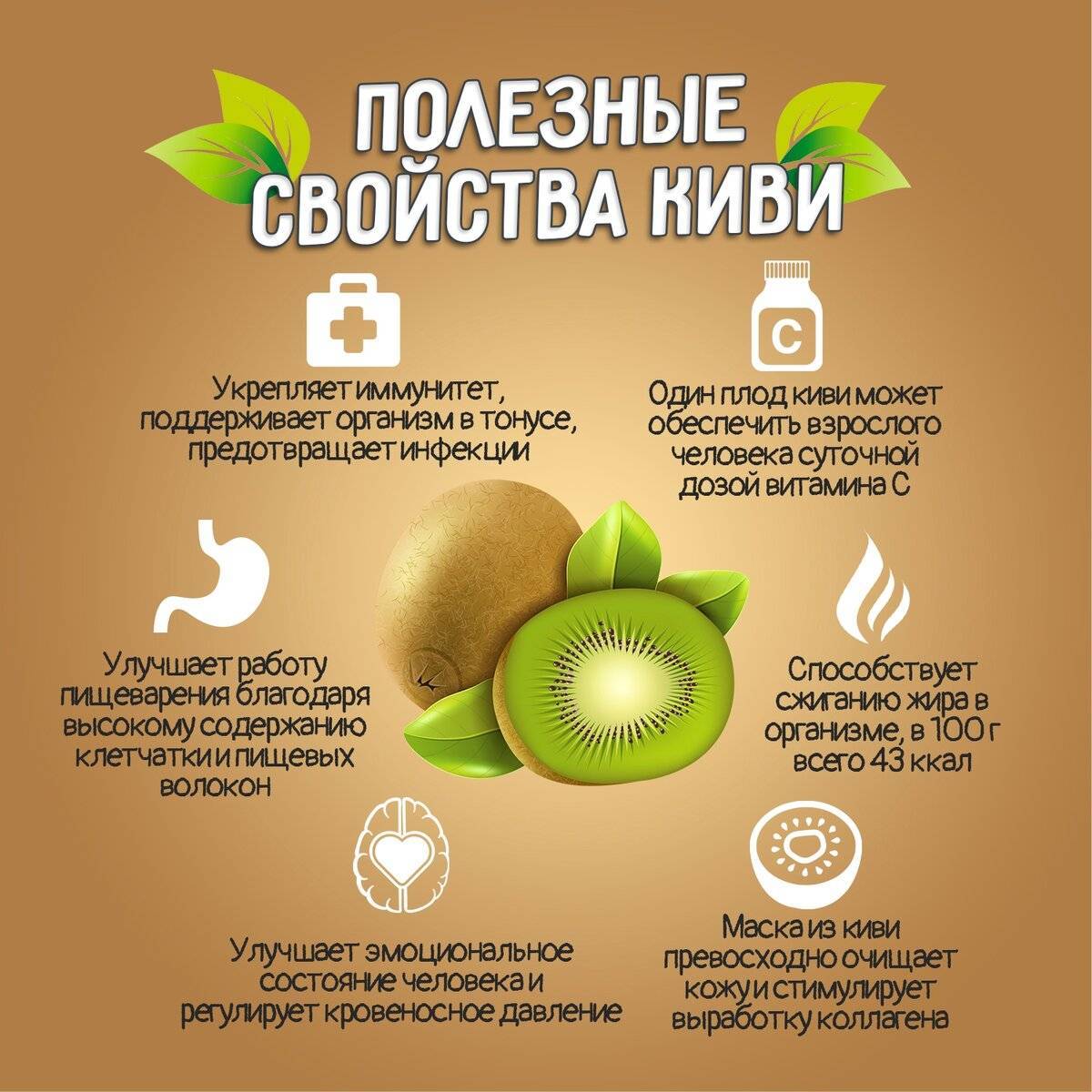 Киви фрукт, польза и вред для организма, калорийность и состав