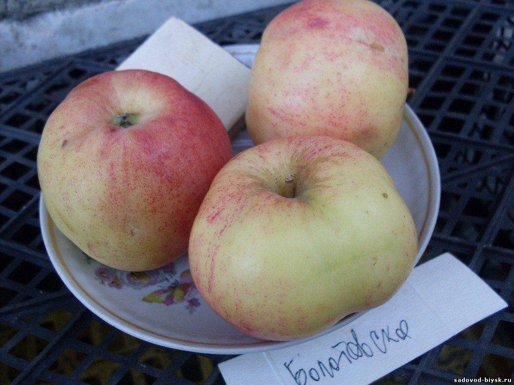 Сорт яблок болотовское описание, фото, отзывы