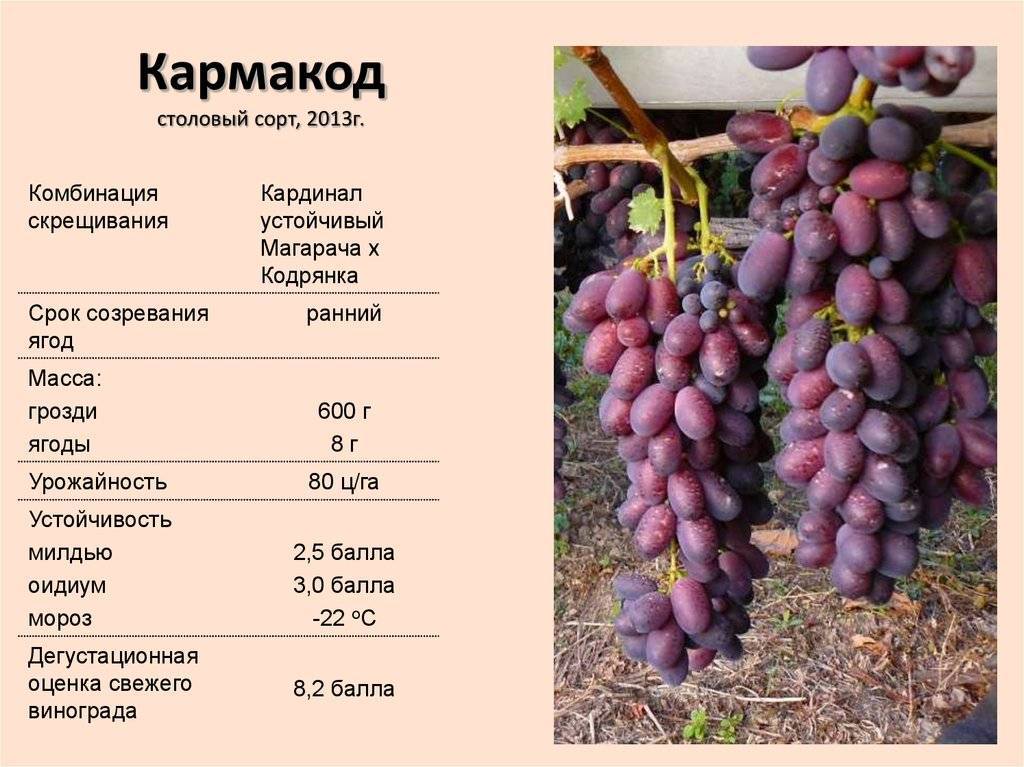 Сорт винограда рошфор: что нужно знать о нем, описание сорта, отзывы