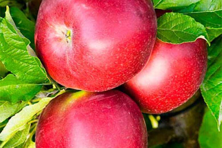Яблоня белорусское сладкое: описание сорта и характеристики, посадка и уход