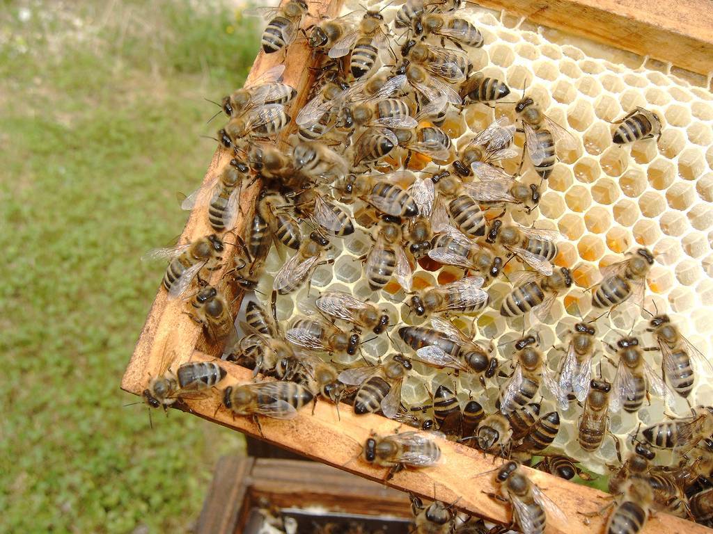 Особенности пчел породы карника |