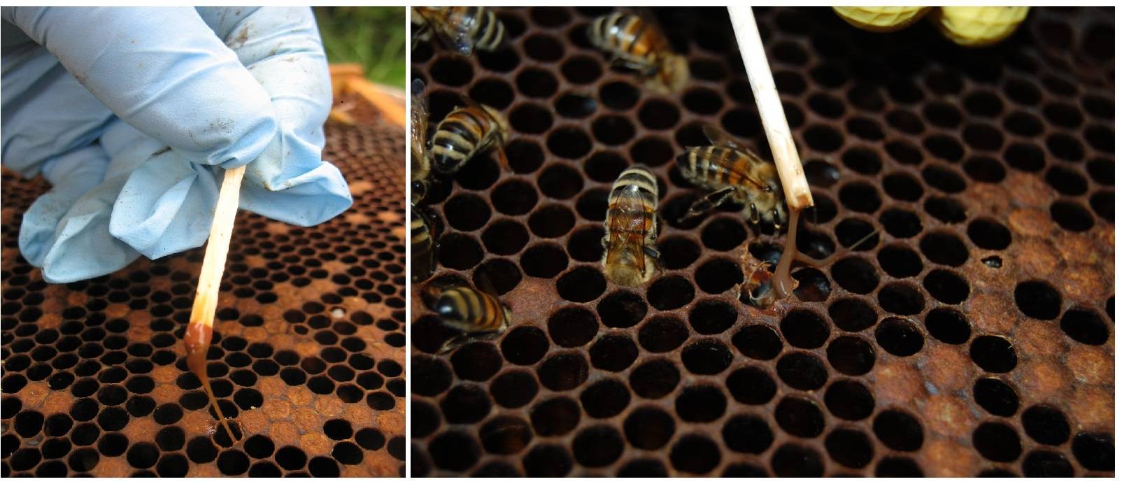 Лечение гнильца у пчел. полезные советы по обнаружению признаков, использованию препаратов и профилактике | пчеловодство | пчеловод.ком