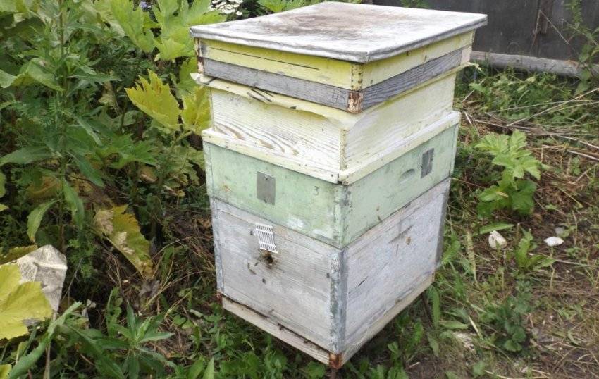 Двухматочное пчеловодство