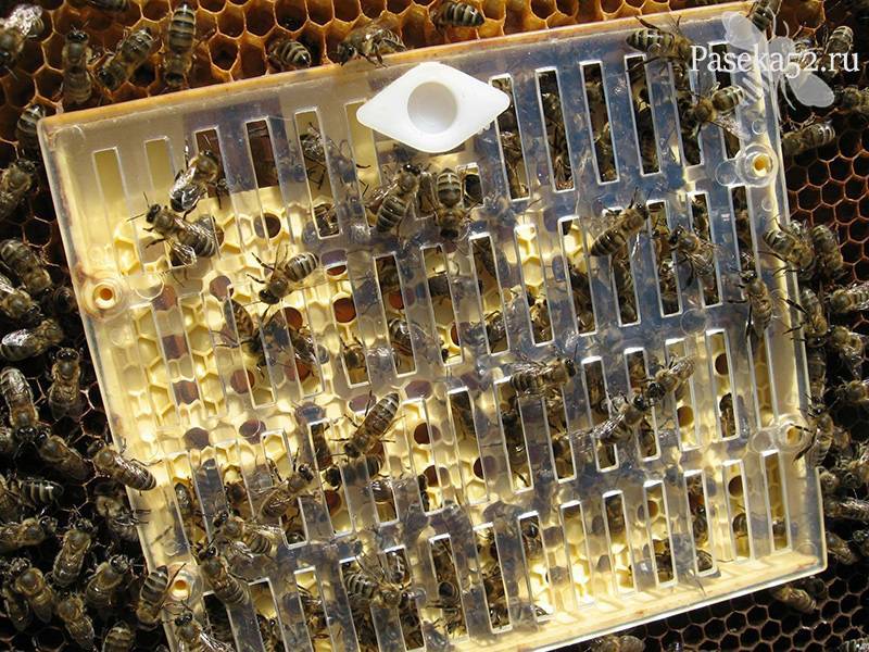 Вывод пчелиных маток в домашних условиях: календарь и сроки разведения
