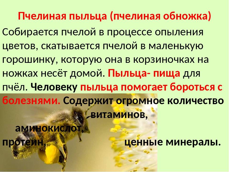 Описание пчел и их жизнедеятельности - pchela-info.ru