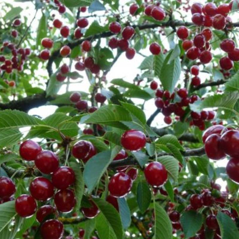 Сорта вишни устойчивые к коккомикозу и монилиозу для подмосковья