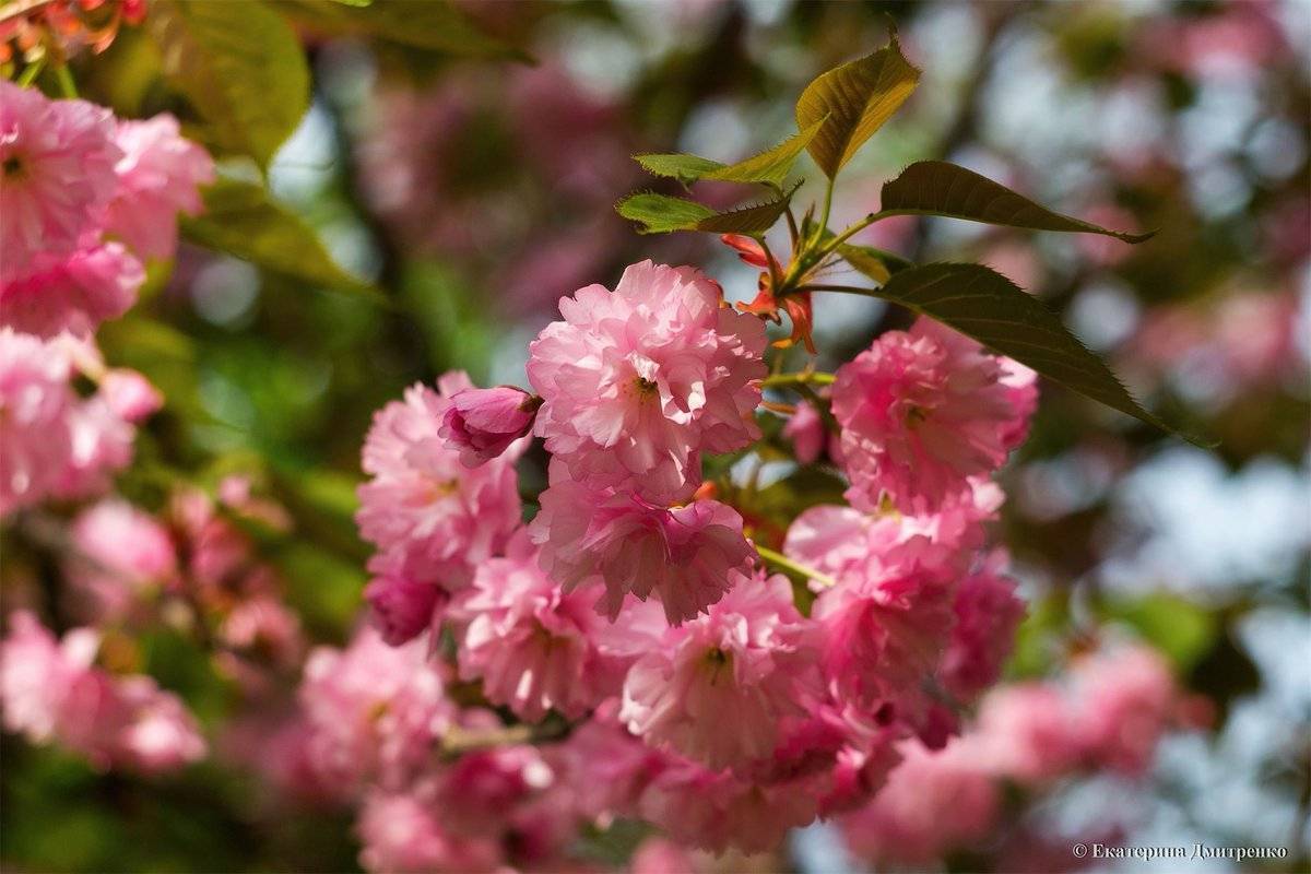 Сакура: как вырастить японскую цветущую вишню в своем саду