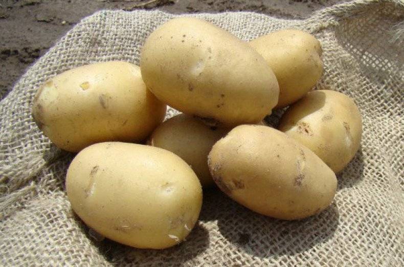 Раннеспелый столовый сорт картофеля голладской селекции ривьера