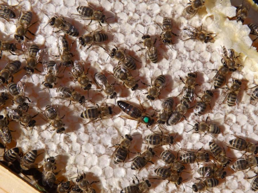 Итальянская порода пчел, особенности и преимущества