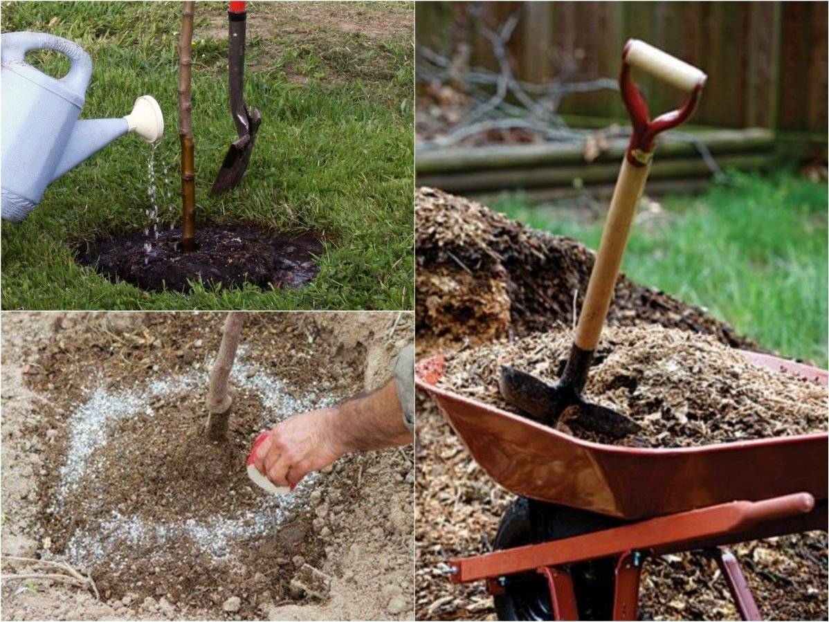 Черешня – выращивание и уход - сад 6 соток