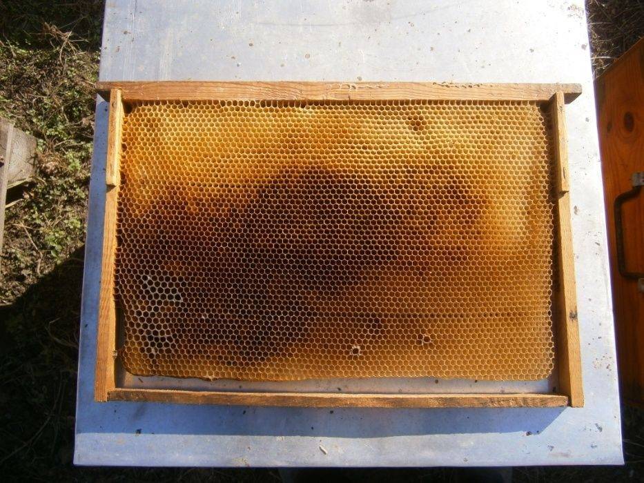 Значения суши для пчел в пчеловодстве