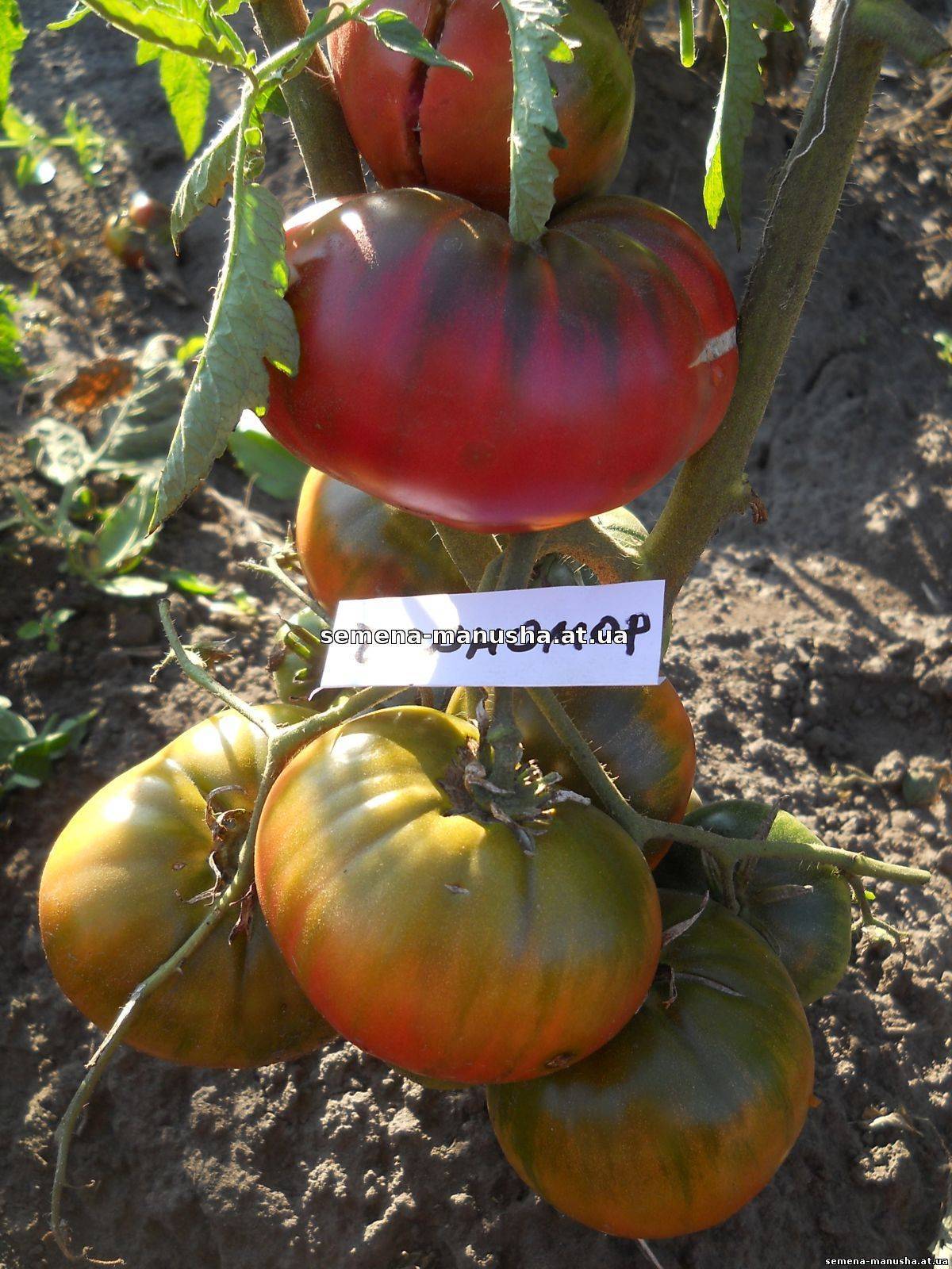 Черный томат «черномор»: характеристика и описание сорта