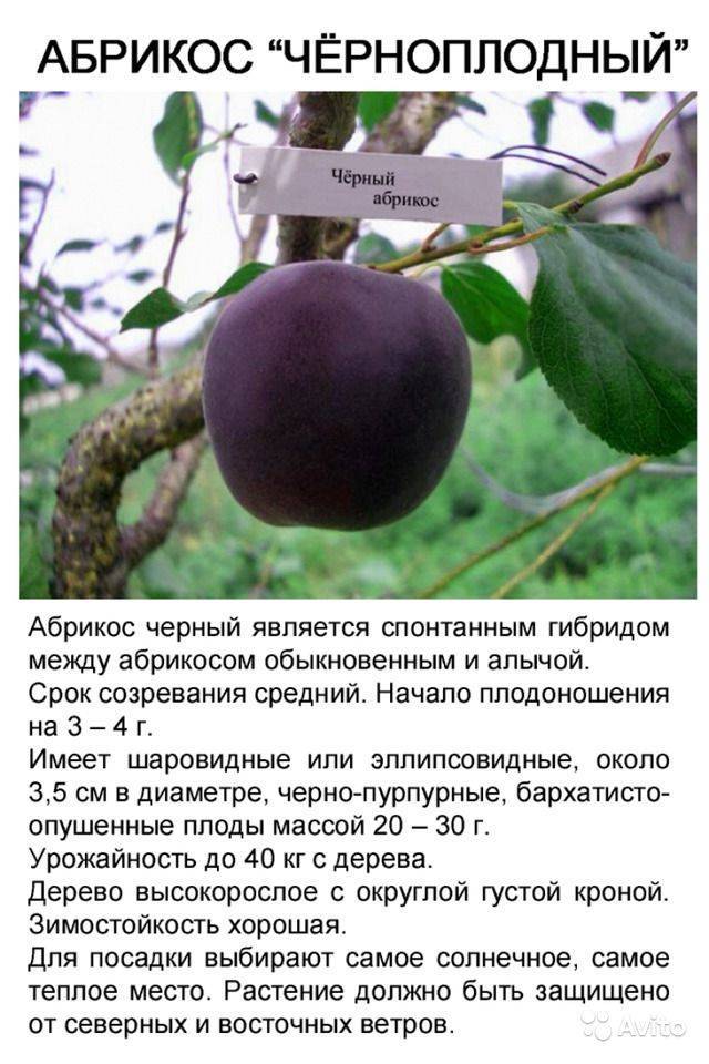 Загадочный чёрный абрикос: особенности культуры и наиболее распространённые сорта