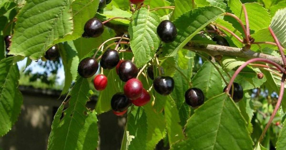 Магалебская вишня антипка: описание сорта, выращивание из семян, уход с фото