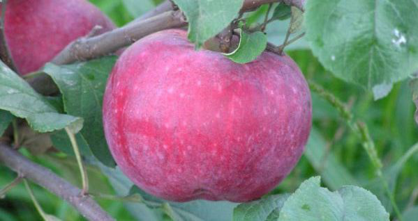 Описание и особенности выращивания сорта яблони татьяна