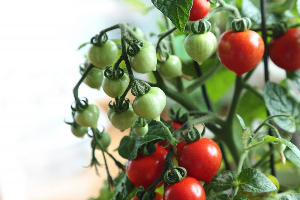 Как вырастить помидоры без огорода? посадите томат балконное чудо
