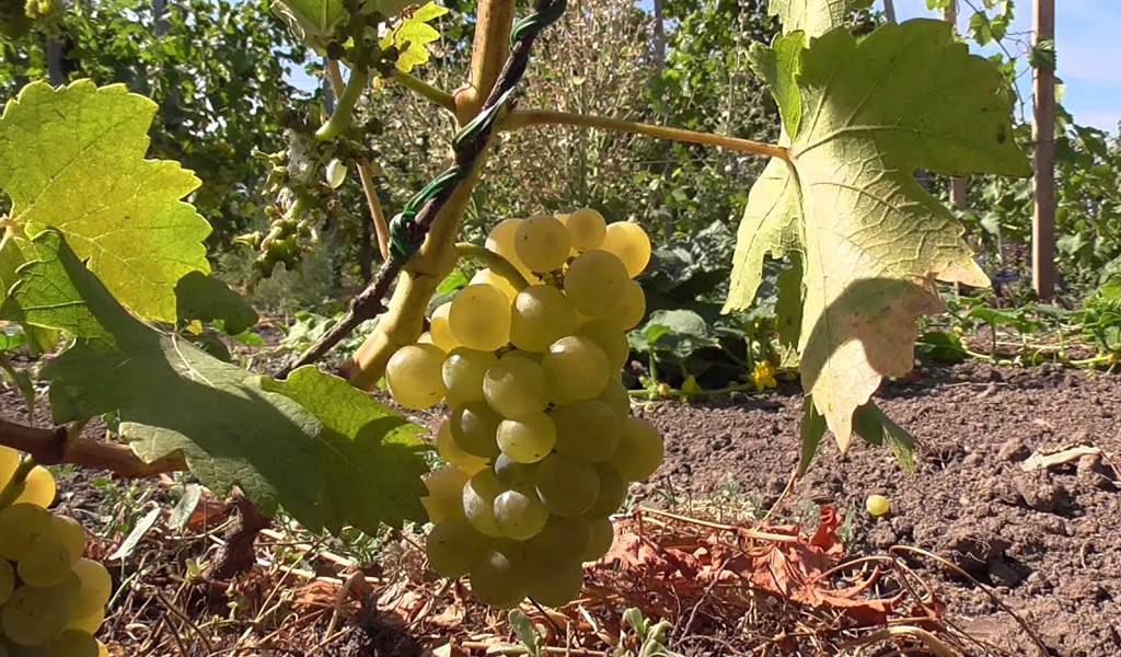 Неприхотливый сорт винограда мускат летний
