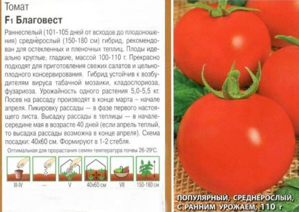 Томат благовест: отзывы, фото, урожайность, описание и характеристика | tomatland.ru
