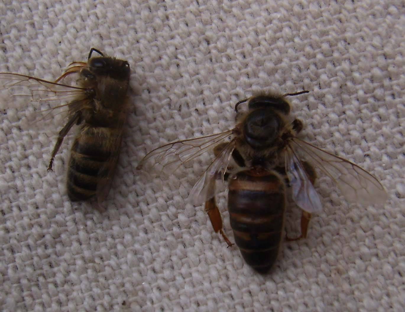 Лечение вирусного паралича у пчел и его симптомы