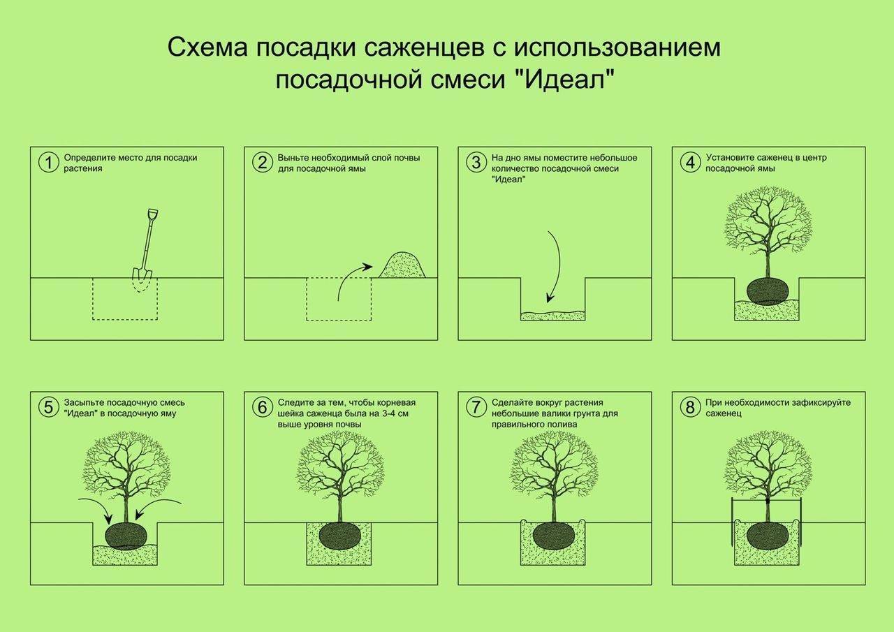 Схема посадки растений