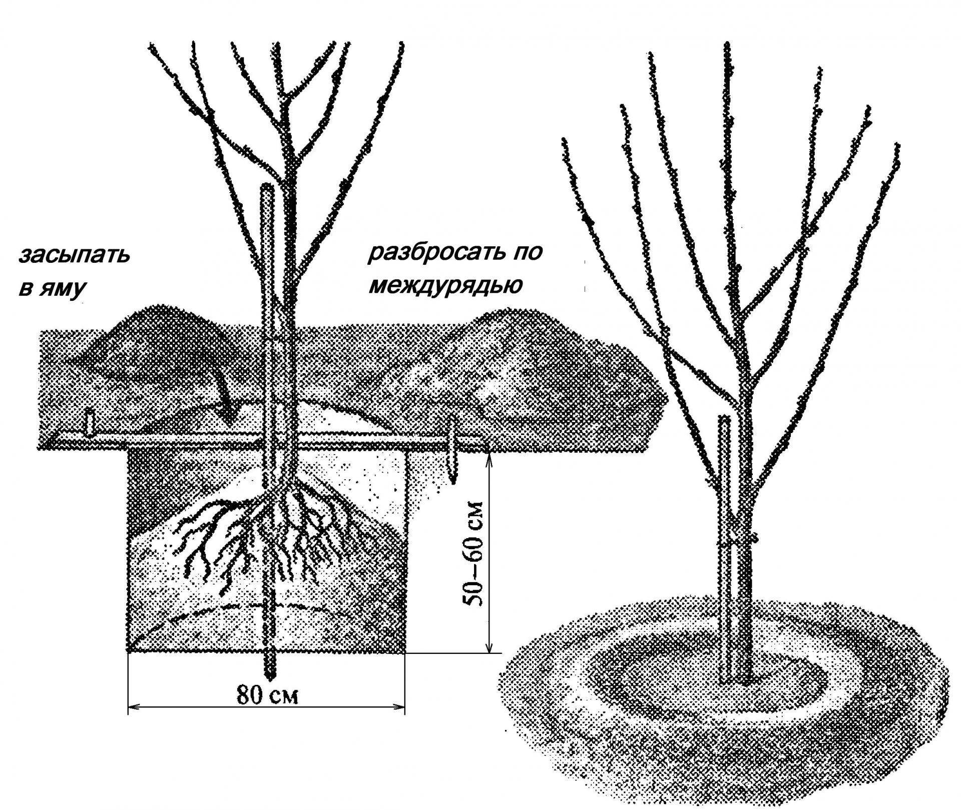 Что можно посадить под яблоней на даче, особенности посадки растений под крону яблони