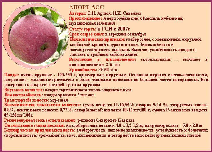 Яблоки апорт: описание, характеристика, особенности выращивания и ухода, фото