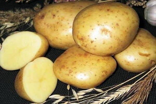 Описание и характеристика картофеля сорта колобок, посадка и уход