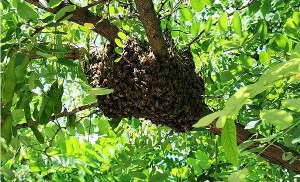 Надежные ловушки для роев пчел.приманка для пчелиных роев