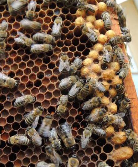 Семьи - трутовки и способы их исправления | практическое пчеловодство