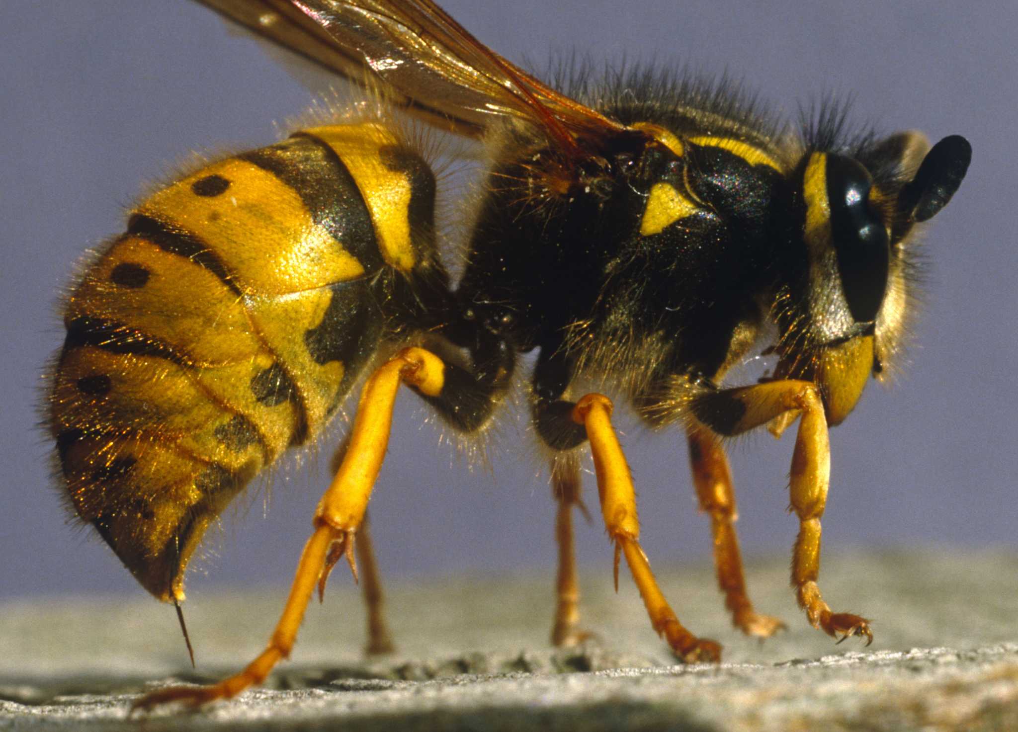 Осы на пасеке: как бороться, методы борьбы | пчеловодство | пчеловод.ком