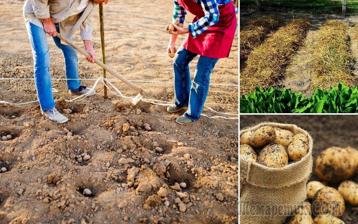 Время картошки. какую лучше взять для посадки: крупную, мелкую или вообще очистки (что из чего потом вырастет)