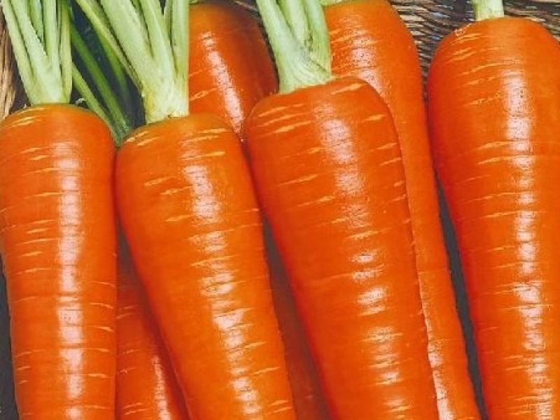 Морковь канада f1: описание и характеристика сорта, фото + отзывы садоводов