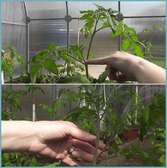 Как пасынковать помидоры. видео и фото инструкции