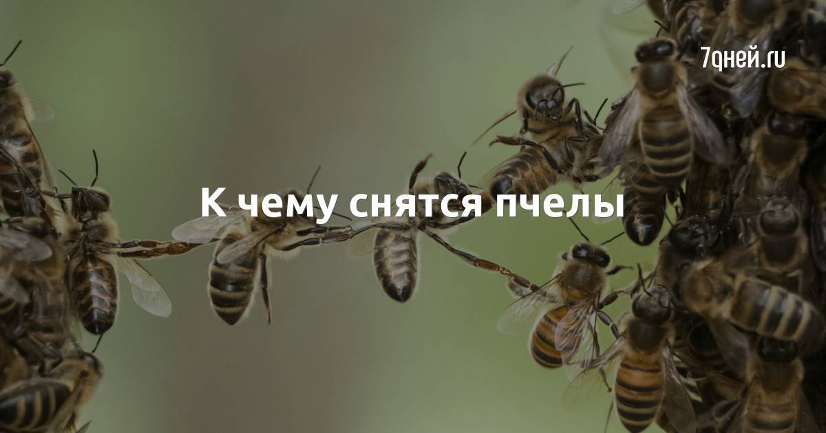 Улей пчелами