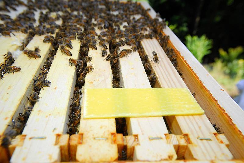 Когда осенью обрабатывать пчел бипином: как лечить пчел от клеща и сроки обработки
