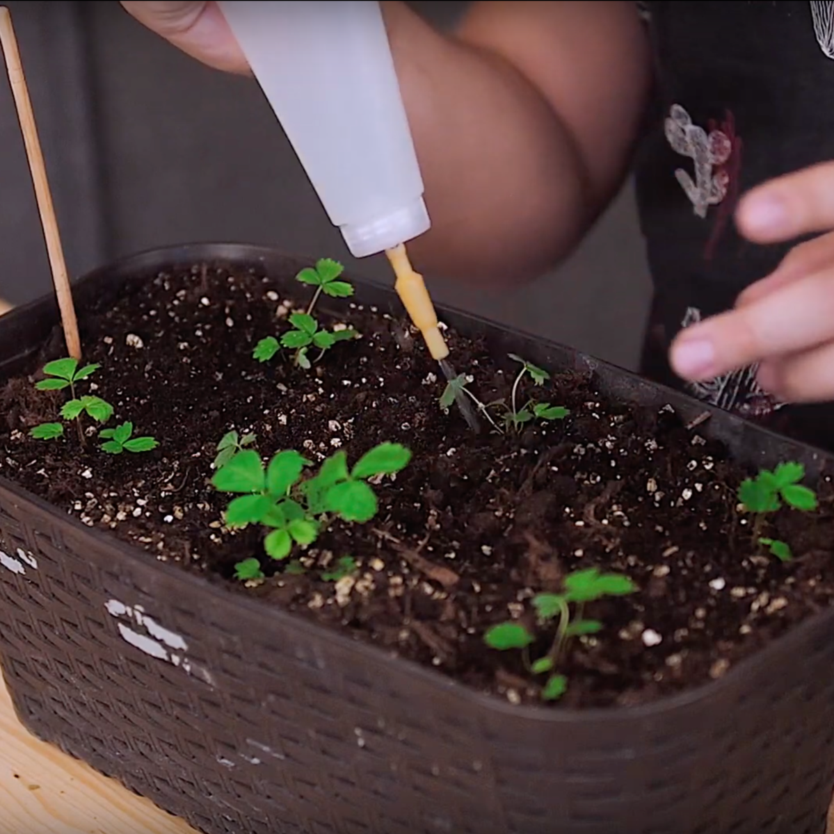 Как вырастить клубнику в домашних условиях из семян