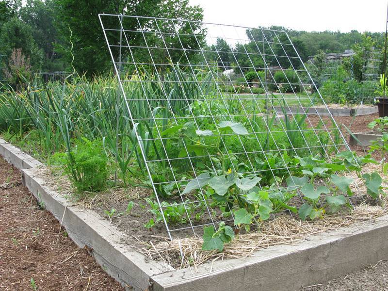 Сетка шпалерная для огурцов - как установить, закрепить в теплице - дача сад огород
