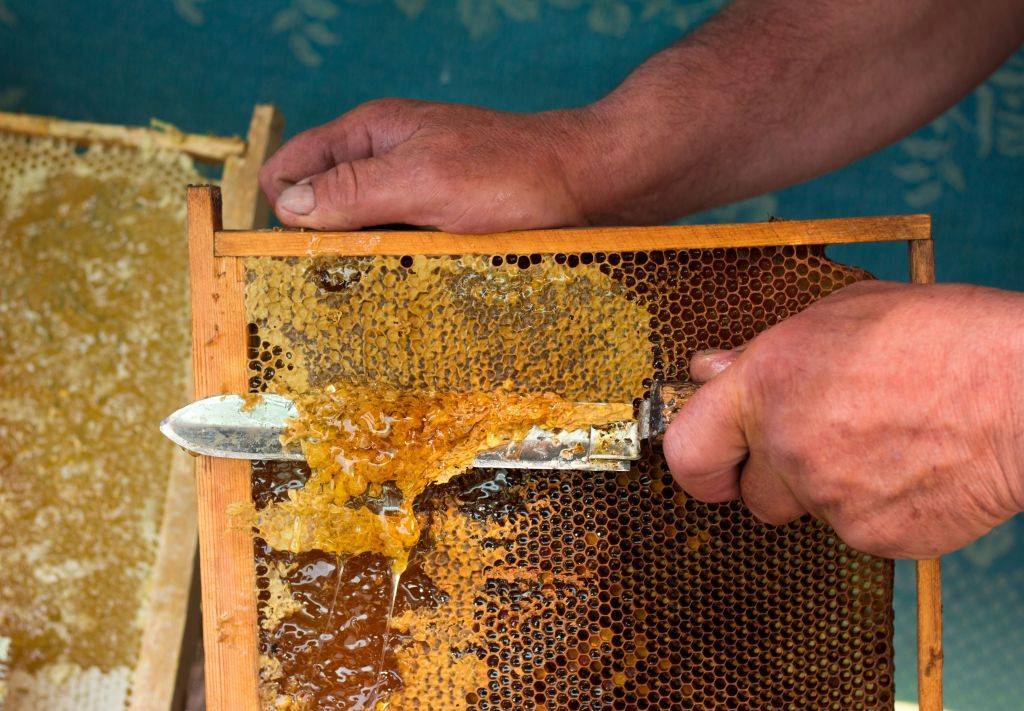 Пчелиный воск: едят или нет, как правильно есть соты с медом